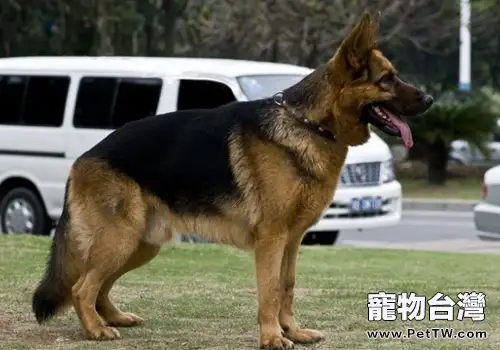 德國牧羊犬容不容易接近
