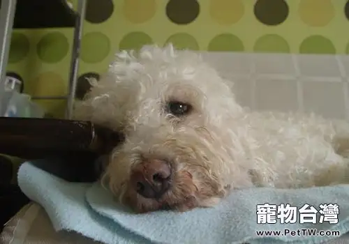 出租寵物狗對狗狗是否有影響