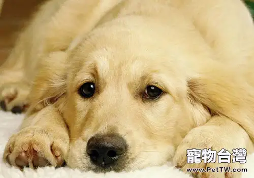 出租寵物狗對狗狗是否有影響（共2張圖片）-寵物台灣