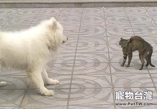 狗和貓咪是否天生就敵對