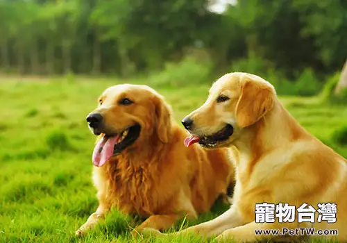 為什麼有時狗狗選擇曲線行走