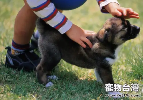 讓狗狗開心的訣竅有哪些 讓狗狗開心的訣竅有哪些