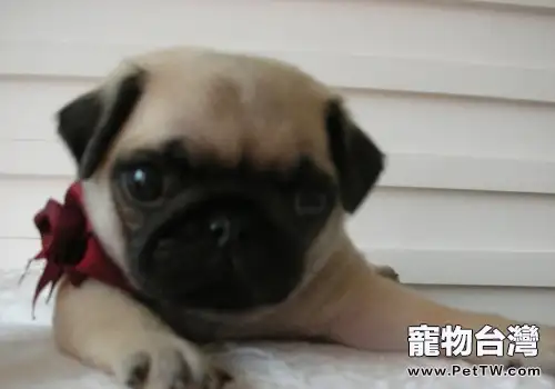 巴哥犬有哪些優點