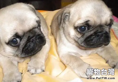 巴哥犬有哪些優點（共2張圖片）-寵物台灣