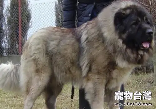 藏獒和高加索誰更勝一籌（共2張圖片）-寵物台灣
