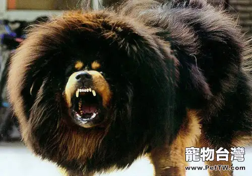 藏獒和高加索誰更勝一籌