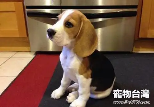 為什麼常選小獵犬作為實驗用犬(共2張圖片)-寵物台灣
