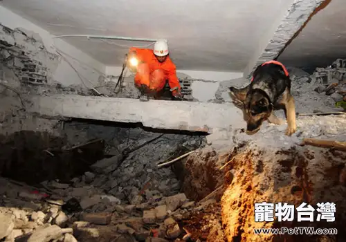 狗狗的鼻子有多少用途