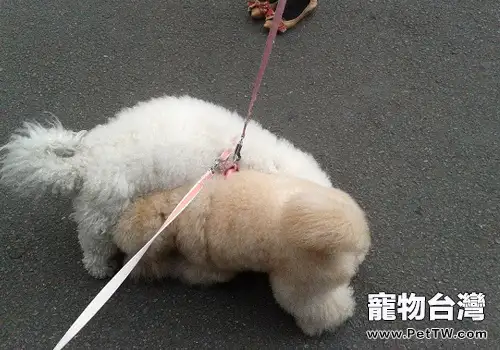 狗狗的鼻子有多少用途(共3張圖片)-寵物台灣