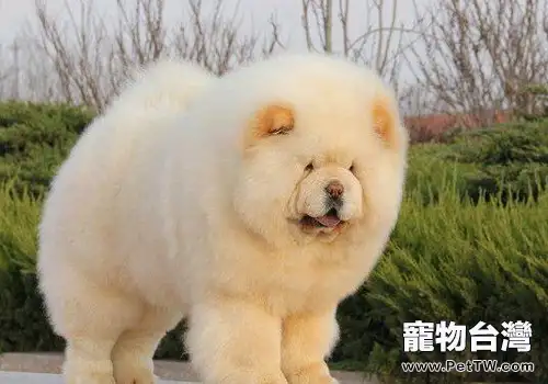 松獅犬脾氣好不好