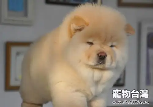 松獅犬脾氣好不好(共2張圖片)-寵物台灣