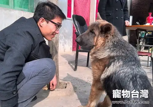 怎樣正確地與狗狗對視