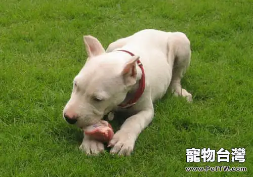 狗狗食用生肉的優缺點有哪些