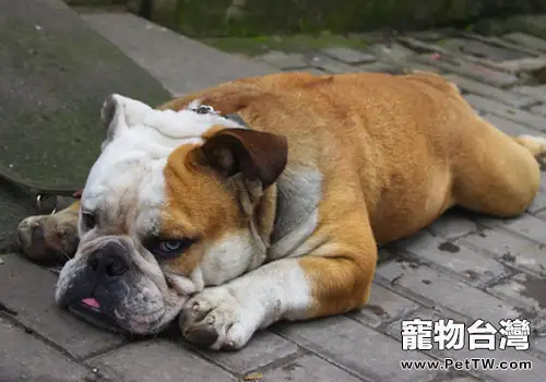 春季不要招惹狗狗（共2張圖片）-寵物台灣