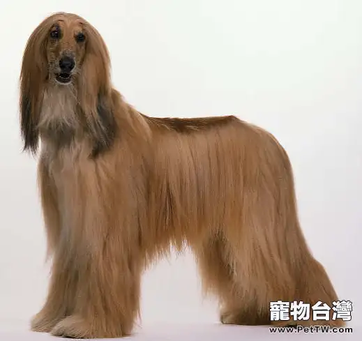 幫助阿富汗幼犬適應新環境