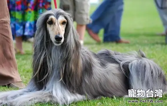 阿富汗犬發情期護理知識(1圖)-寵物台灣