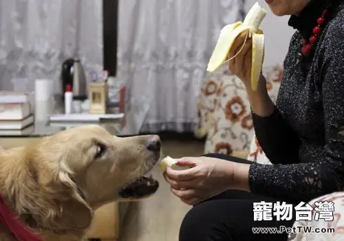 面對導盲犬要注意什麼