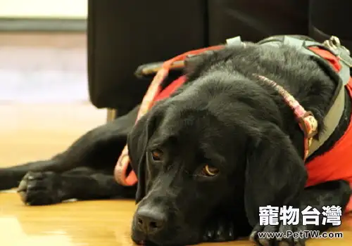 面對導盲犬要注意什麼