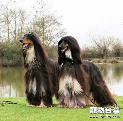 健康科學餵養阿富汗幼犬