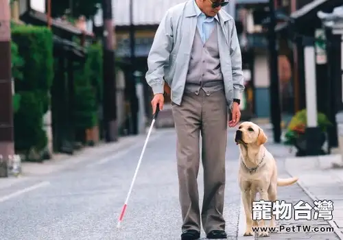 偶遇導盲犬哪些事不要做
