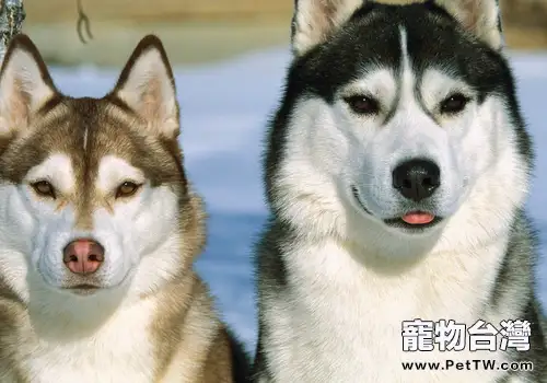 碰到狗狗的生理期我們該怎們辦