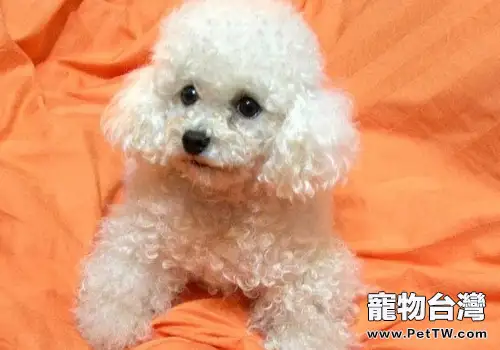 碰到狗狗的生理期我們該怎們辦