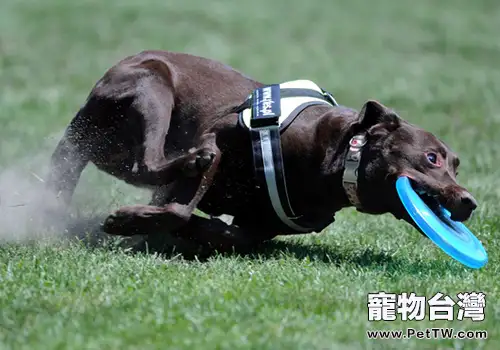 如何訓練狗狗叼東西