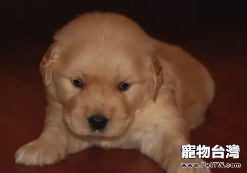 狗狗對我們的看法是什麼樣的(共2張圖片)-寵物台灣