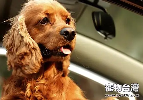 為什麼狗狗乘車時喜歡將頭伸出窗外