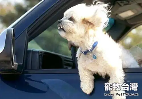 為什麼狗狗乘車時喜歡將頭伸出窗外