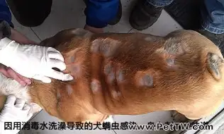 造成狗狗有體味的4大原因