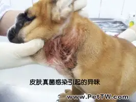 造成狗狗有體味的4大原因