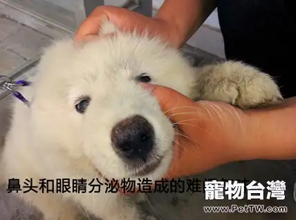 造成狗狗有體味的4大原因