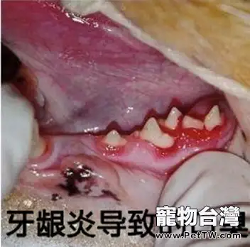 造成狗狗有體味的4大原因