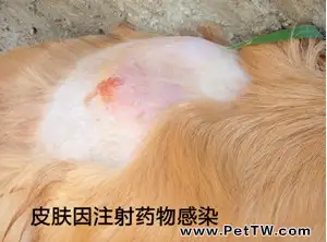 造成狗狗有體味的4大原因
