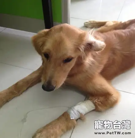 一例犬腸道異物導致死亡的病例分析