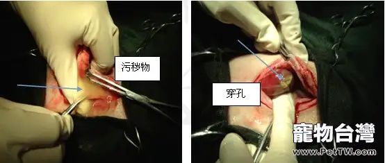 一例犬腸道異物導致死亡的病例分析