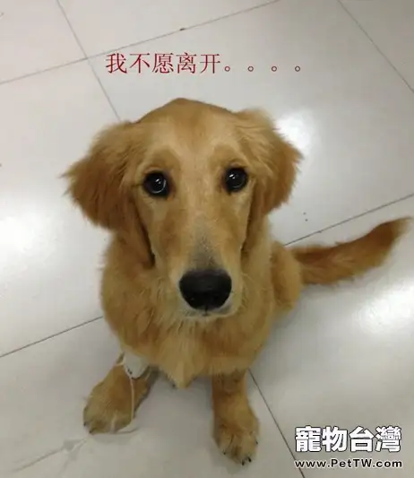 一例犬腸道異物導致死亡的病例分析