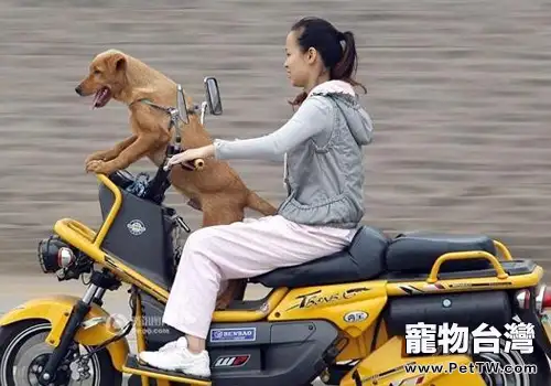 狗狗乘車不要放任自由