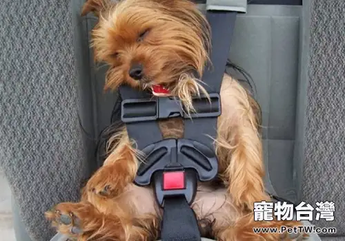 狗狗乘車不要放任自由