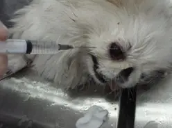 關於狗狗眼球脫出的病例分析