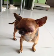 關於狗狗眼球脫出的病例分析