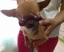 關於狗狗眼球脫出的病例分析