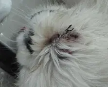 關於狗狗眼球脫出的病例分析
