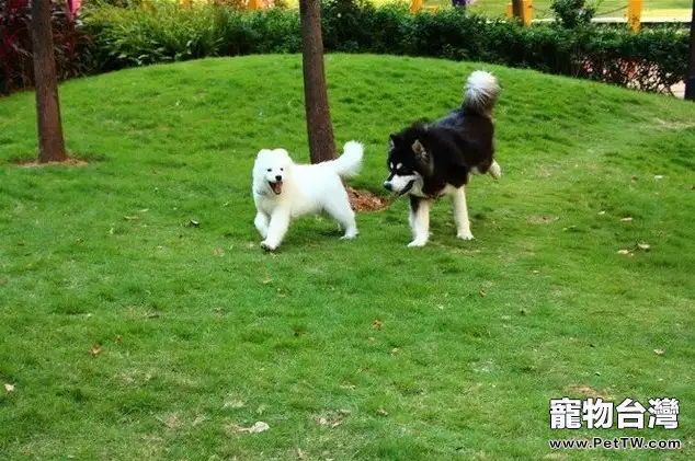 阿拉斯加雪橇犬（馬拉密）的起源（1圖）-寵物台灣