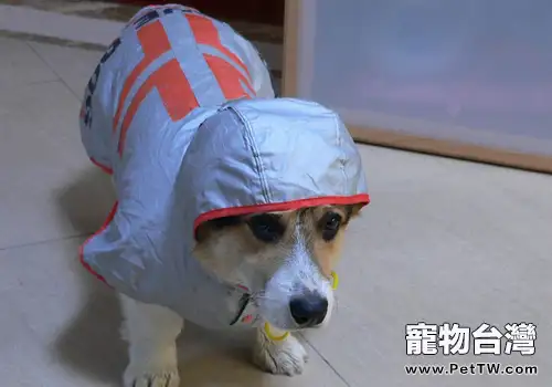 雨天帶狗狗外出要注意什麼(共2張圖片)-寵物台灣