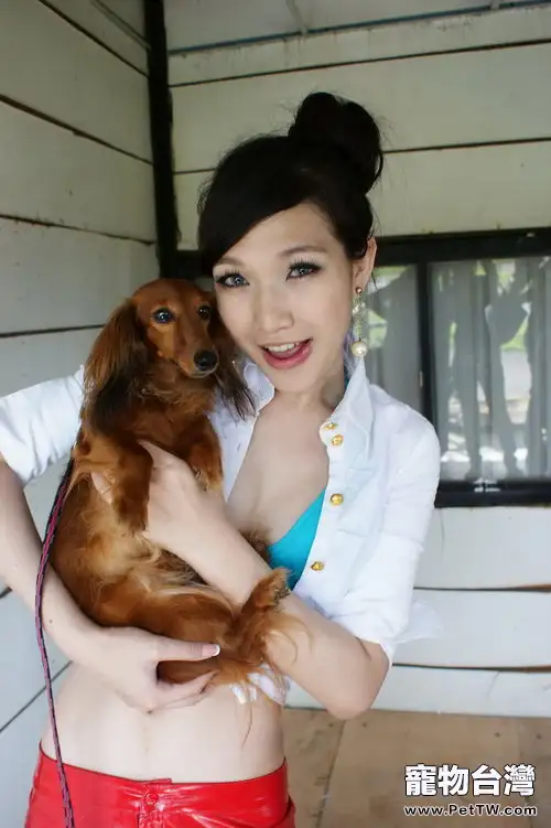 臘腸犬的健康檔案(1圖)-寵物台灣