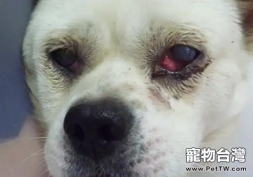 狗狗眼睛紅腫是由哪些因素引起