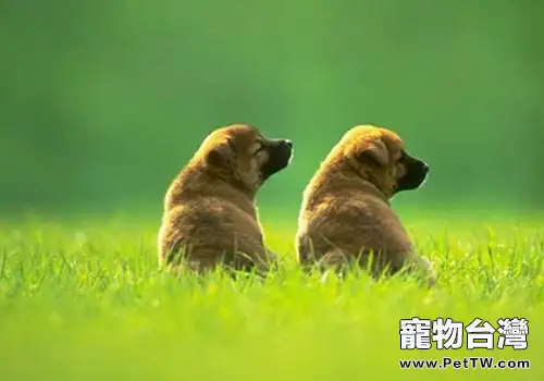 狗狗患膿皮症怎麼辦(共3張圖片)-寵物台灣