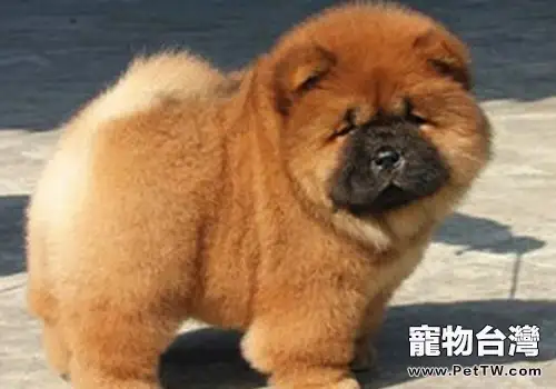 藏獒變松獅——買狗注意哪些問題防止被騙(共2張圖片)-寵物台灣